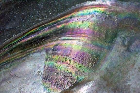 mussel shell graphic